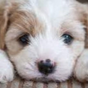 Meet your Posher, Ellie